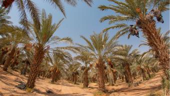 date trees