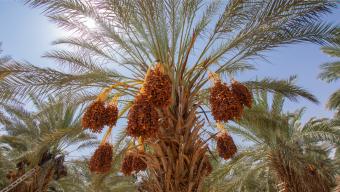 date trees