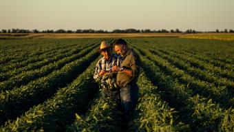 Two farmers in a field examining soy crop at sunset.