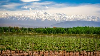 vineyards