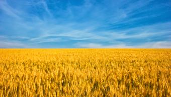 Agriculture