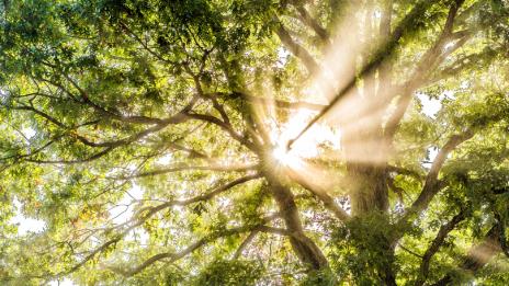 Renewal Energy